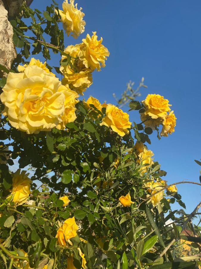 B&B Fior Di Toscana Serravalle Pistoiese Екстериор снимка